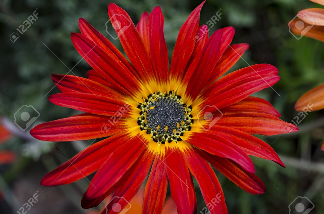 Red Flower With Yellow Center Stock 
