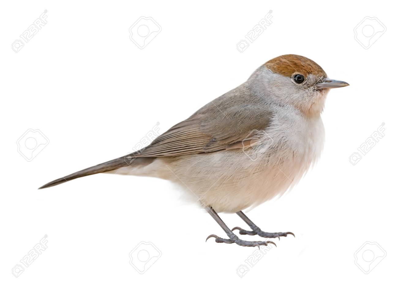 female blackcap