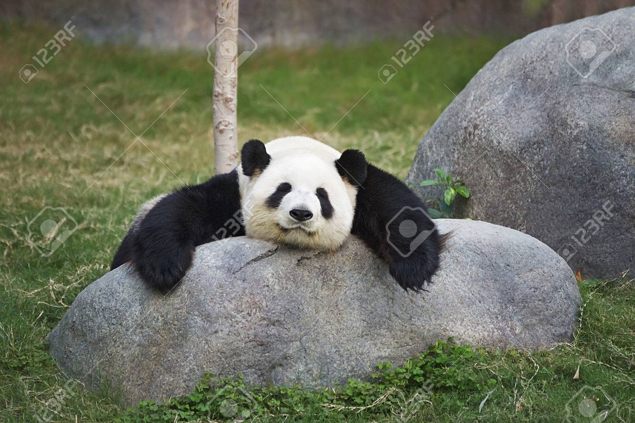 石の上に寝ている大きなパンダ (精液)の写真素材・画像素材 Image 37738175
