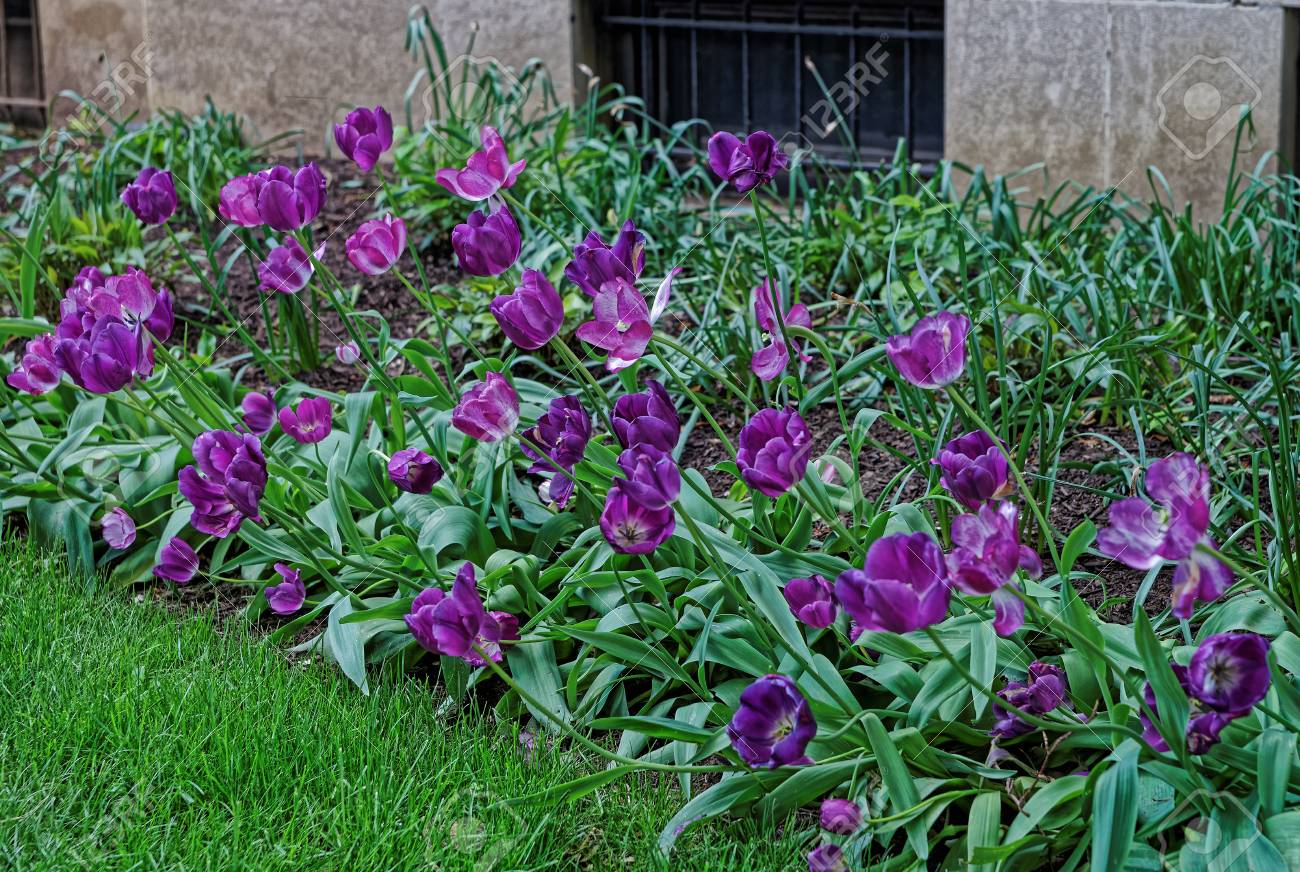 暗い紫のチューリップは ワシントン D C アメリカの公園で撮影されました チューリップは ユリ科の多年草 球根植物のユーラシアと北アフリカの属です の写真素材 画像素材 Image