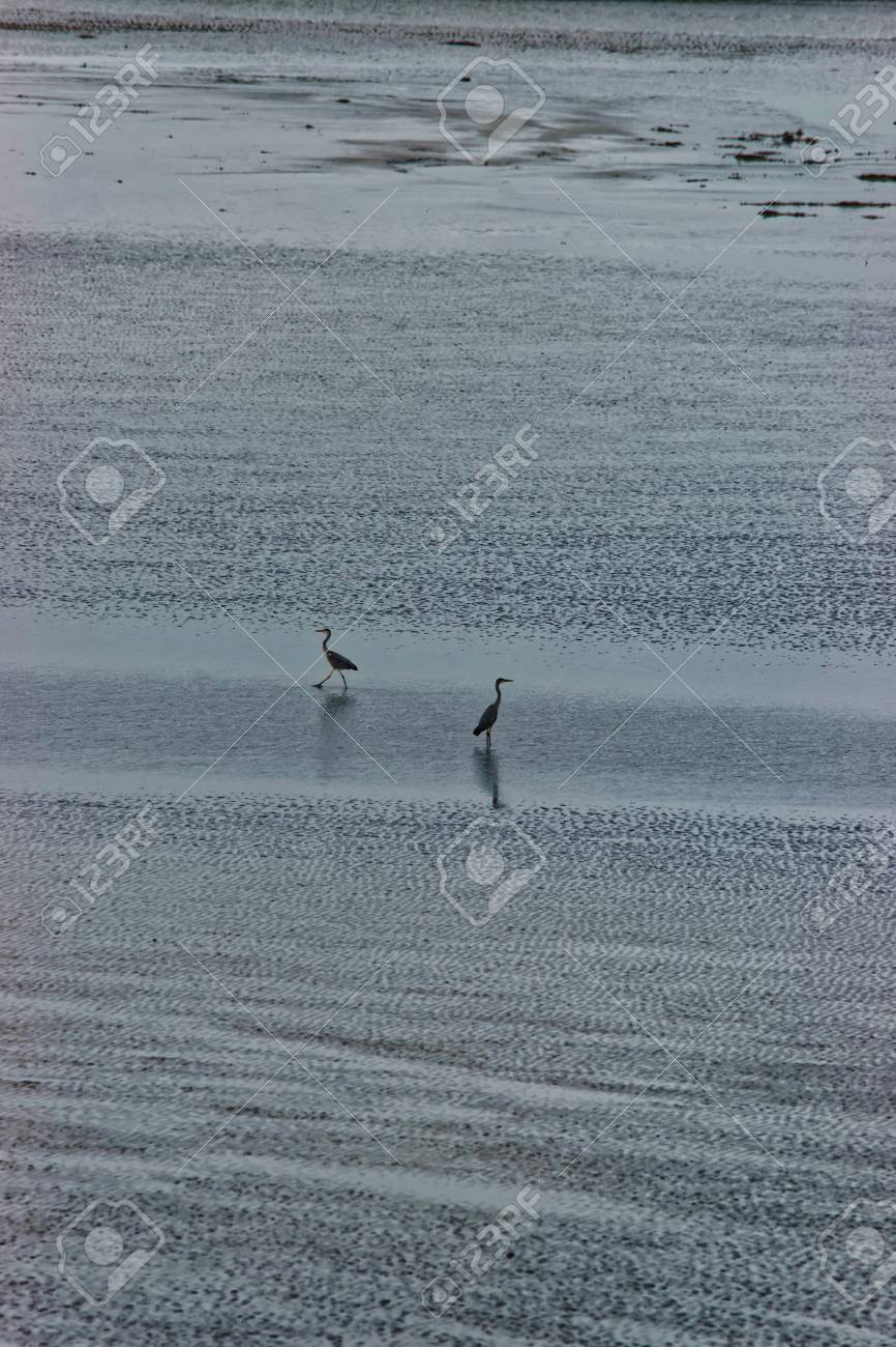 Eb とノルマンディー地方マンシュ内科フランスのモンサンミッ シェルでの英語チャネルのフロートの間に水でサギ の写真素材 画像素材 Image