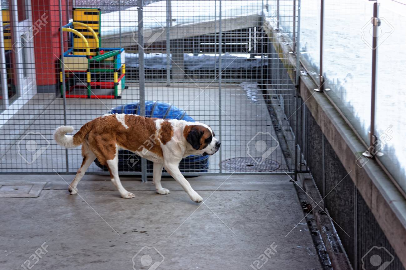 saint bernard kennel