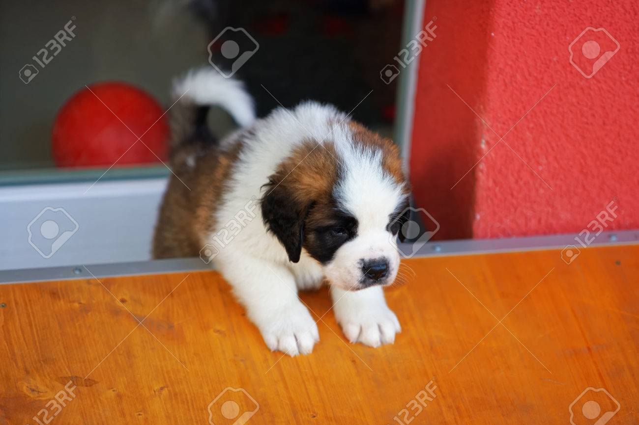 st bernard kennel