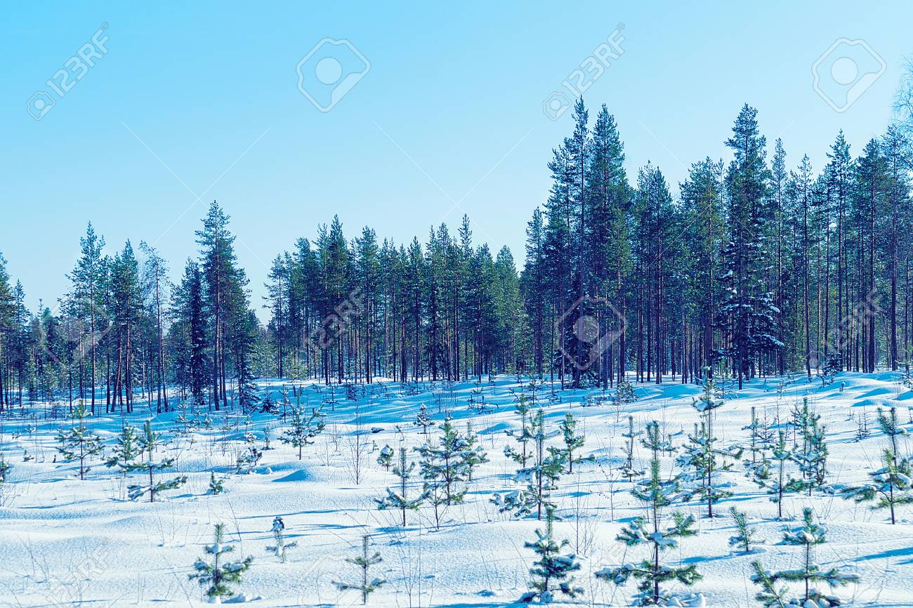 冬ロヴァニエミ フィンランドのラップランドの田舎で雪に覆われた森 の写真素材 画像素材 Image 冬ロヴァニエミ フィンランドのラップランドの田舎で雪に覆われた森 の写真素材 画像素材 Image
