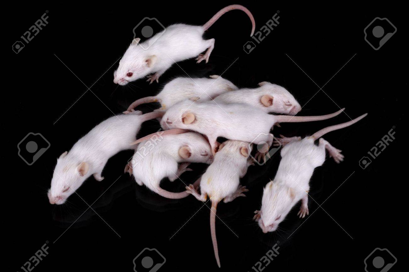 when to get kittens fixed