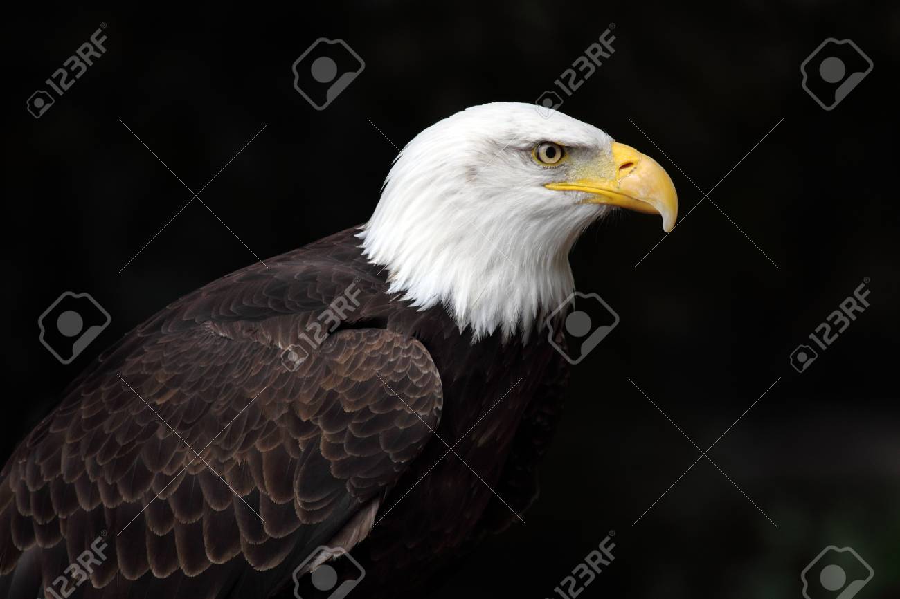 美しいと野生の白頭鷲の写真 の写真素材 画像素材 Image