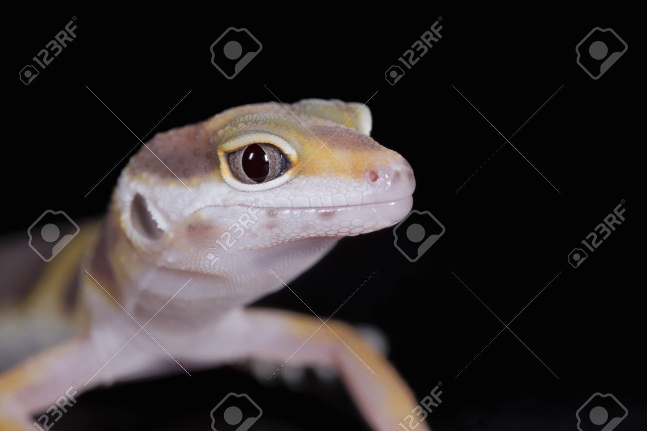 Close Up Of Yellow Leopard Gecko On Black Background Stock Photo