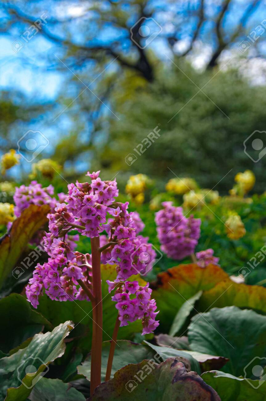 Pink Garden Flower Bergenia Cordifolia Bergenia Crassifolia Stock Photo Picture And Royalty Free Image Image 143619037