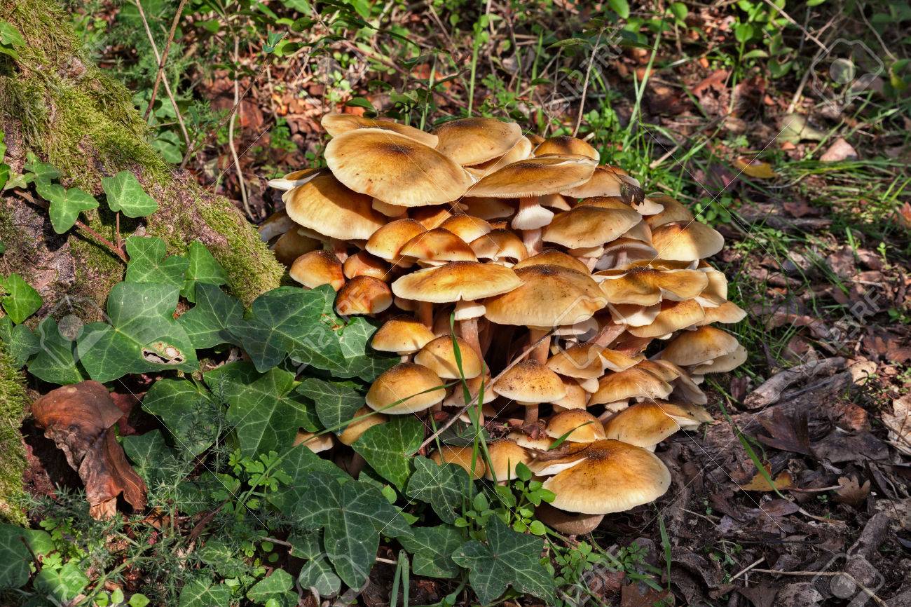 食用ナラタケの森 森の古い切り株に新鮮なナラタケ属の束で生育の蜂蜜 きのこグループ の写真素材 画像素材 Image 食用ナラタケの森 森の古い切り株に新鮮なナラタケ属の束で生育の蜂蜜 きのこグループ の写真素材 画像素材 Image