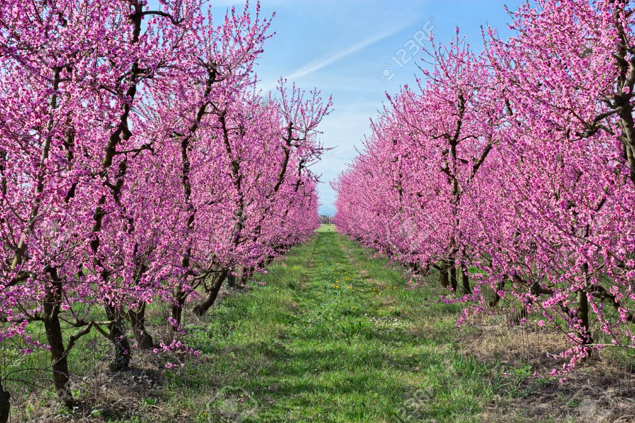 桃咲く田舎の春の木 イタリアの果樹園でピンクの花と木 の写真素材 画像素材 Image