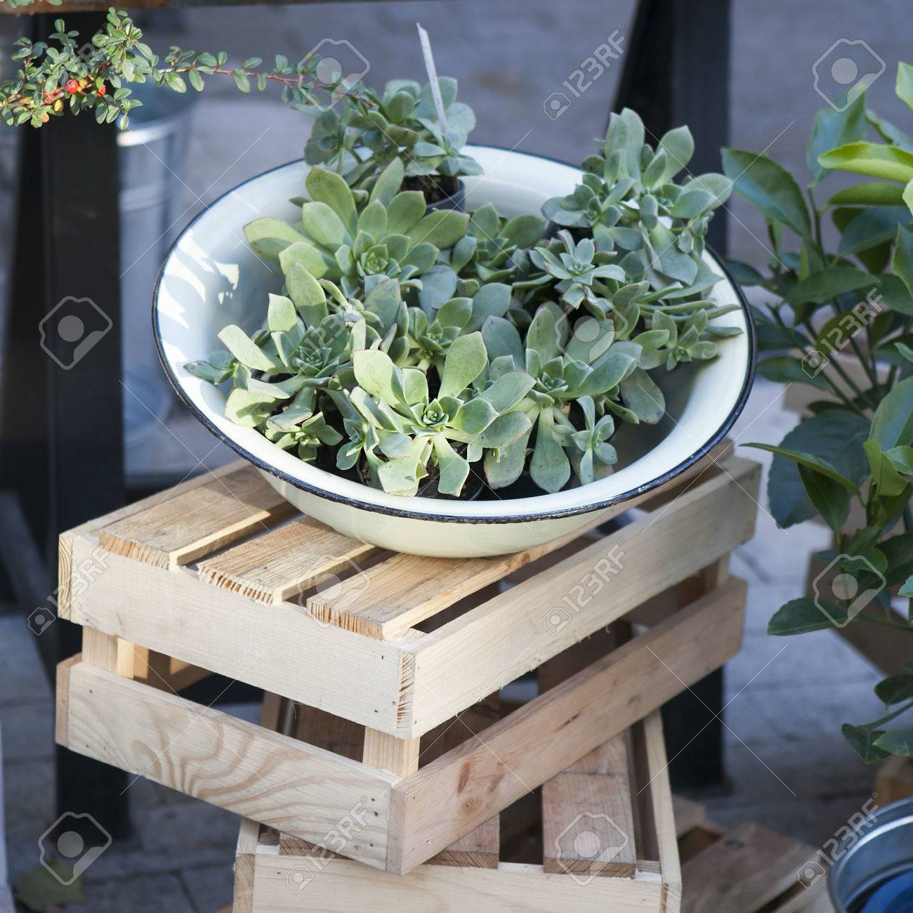 ジューシーな金属製の花瓶 サボテンと多肉植物のミニチュア ガーデン 平面図です の写真素材 画像素材 Image ジューシーな金属製の花瓶 サボテンと多肉植物のミニチュア ガーデン 平面図です の写真素材 画像素材 Image