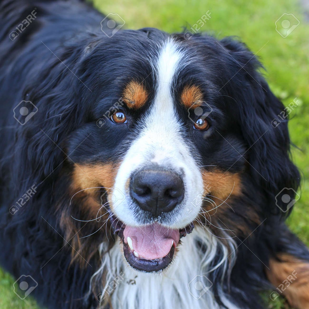 セントバーナード セントバーナードまたはセントバーナードは、イタリアとスイスの