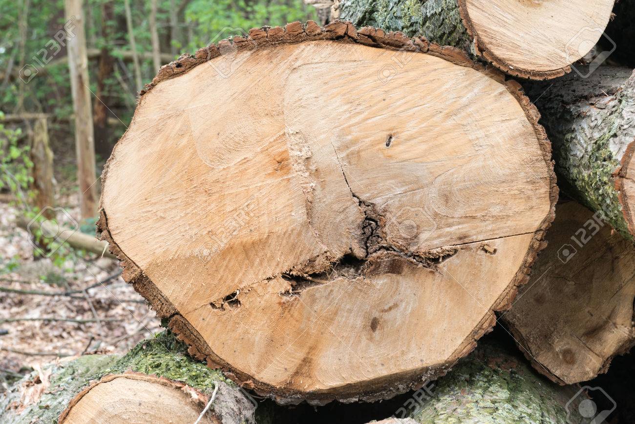 樫の木の切り株