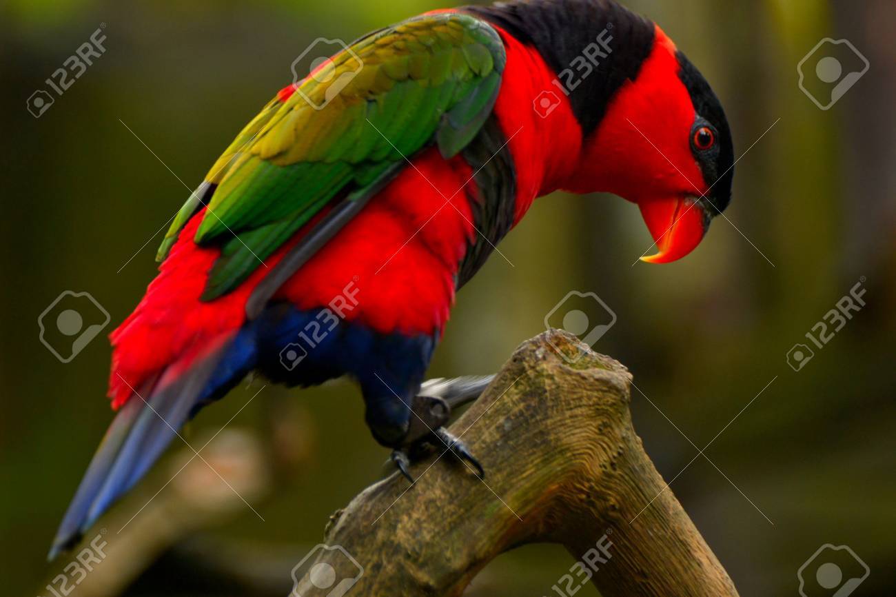 etiam-dictum-ipsum-a-felis