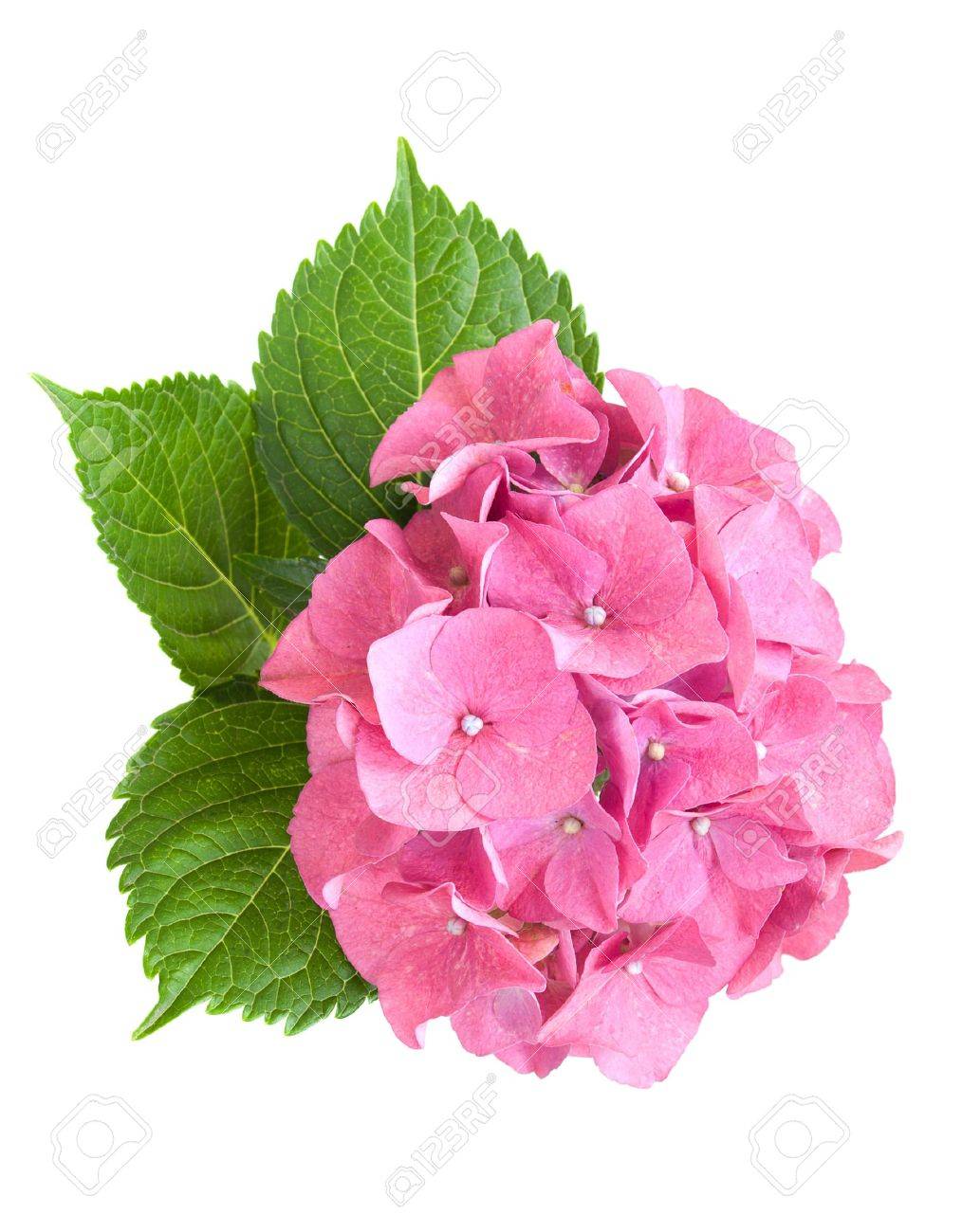 白い背景の上の葉とピンクのアジサイ の写真素材 画像素材 Image