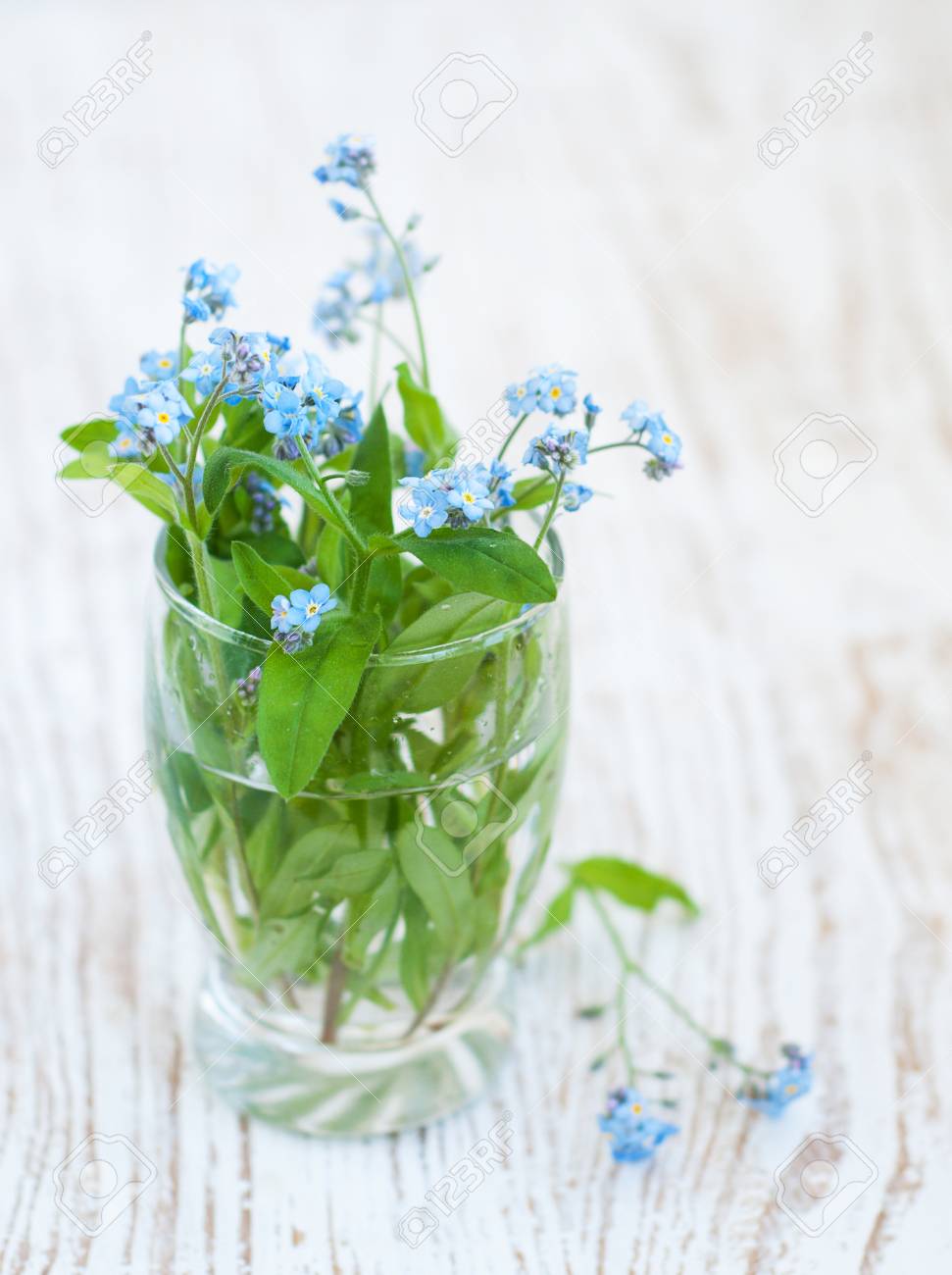 Bunch Of Forget Me Nots Flowers In Vase Stock Photo Picture And Royalty Free Image Image