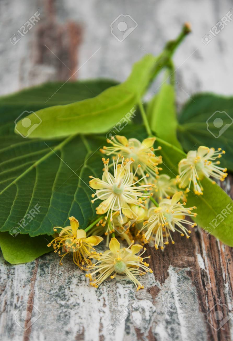 古い木製の背景にシナノキの花 の写真素材 画像素材 Image