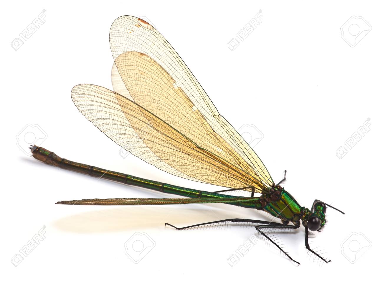 etiam-dictum-ipsum-a-felis