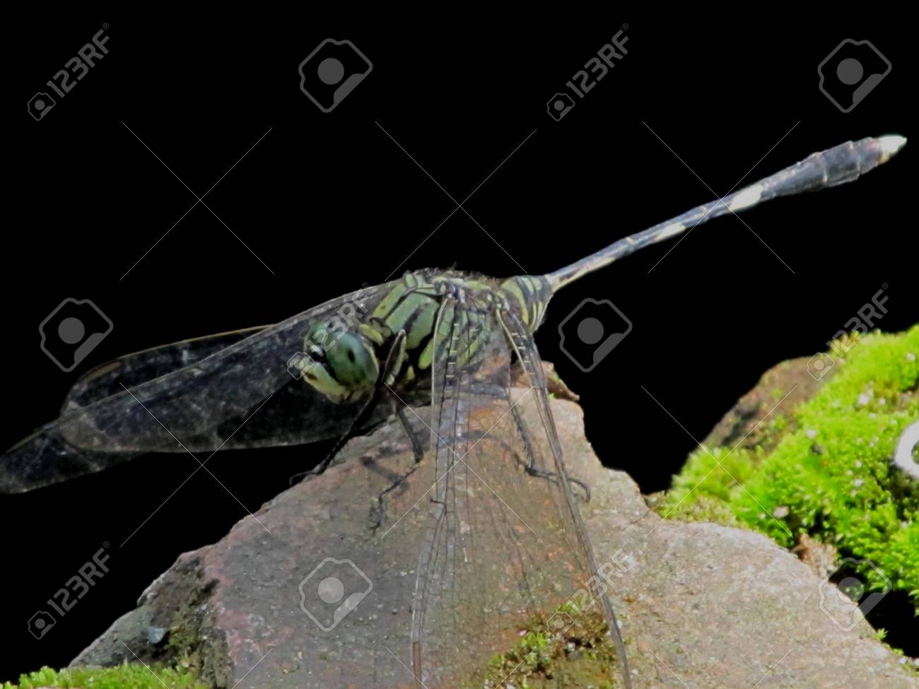 etiam-dictum-ipsum-a-felis