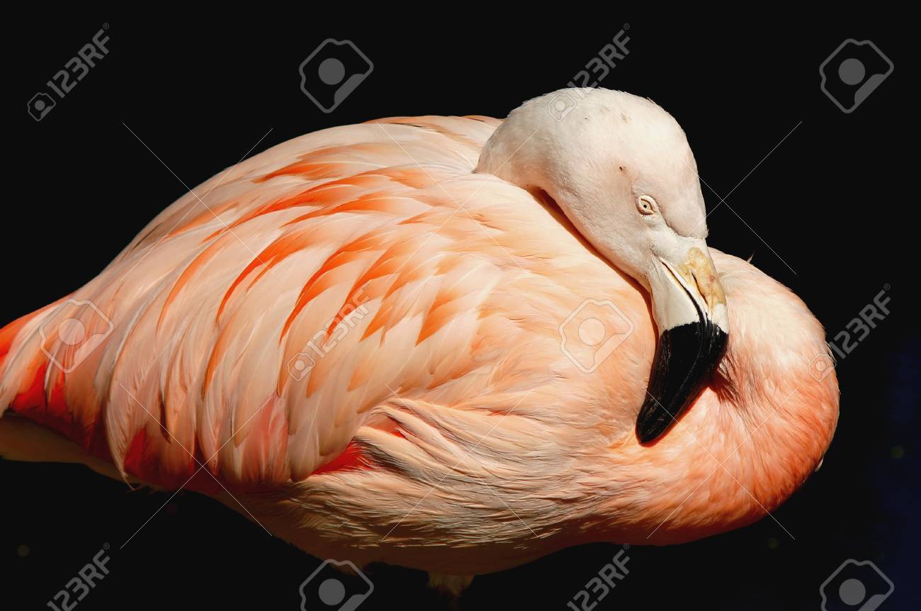 etiam-dictum-ipsum-a-felis