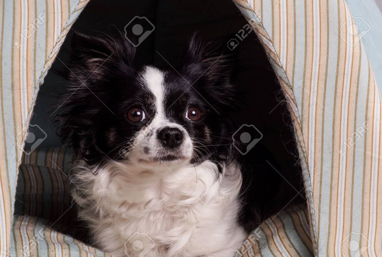 Accessoires Chihuahua Chien Petit Chien Noir Et Blanc Chihuahua Couché Dans Son Panier De Chien