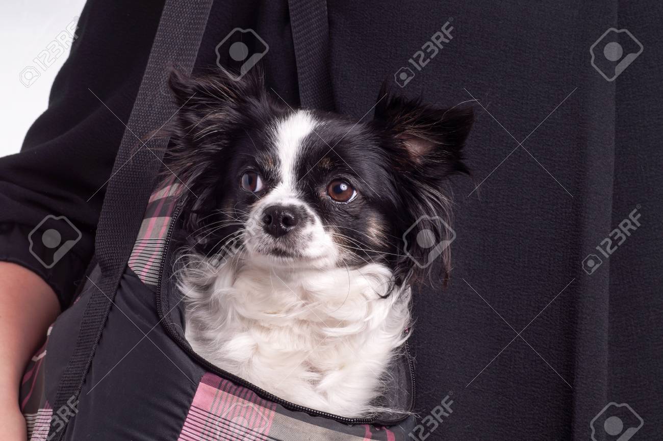 Accessories Dog Chihuahua Small Black And White Chihuahua Dog
