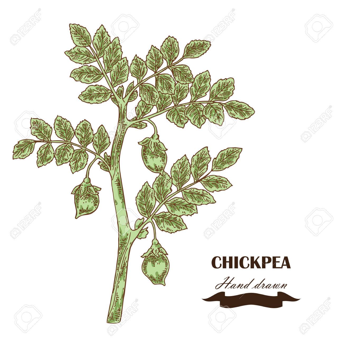 手描きのひよこ豆を植えます ベクトル図のイラスト素材 ベクタ Image