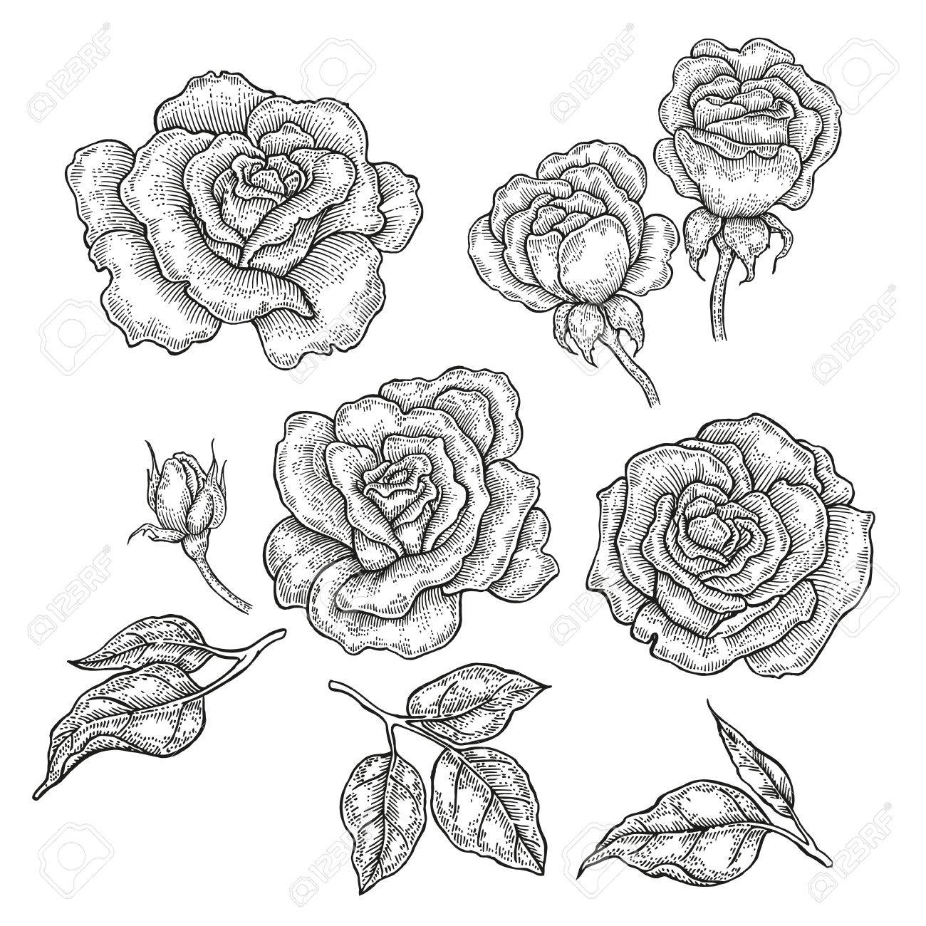 hand drawn rose flowers and leaves isolated on white background