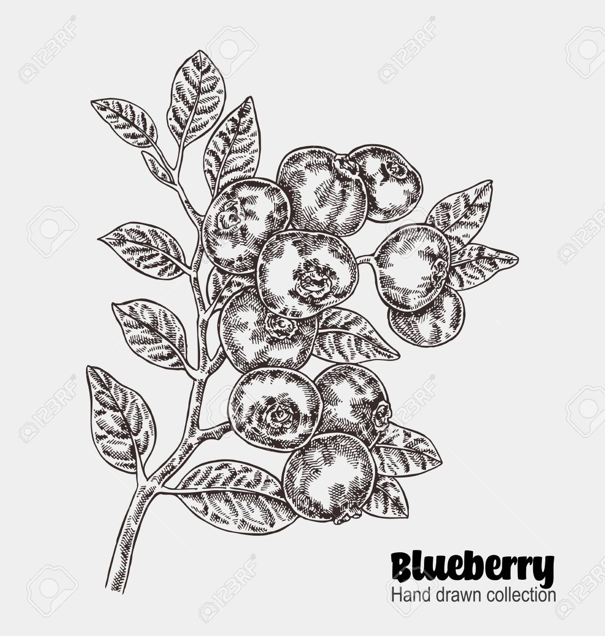 大ざっぱなブルーベリーの枝 手描きベリー コレクションです ベクトル イラスト ヴィンテージのイラスト素材 ベクタ Image 9428