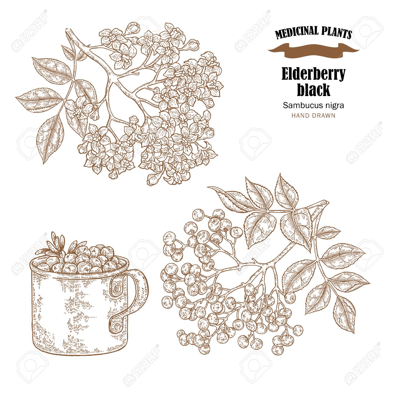Preto Comum Do Sabugueiro Sambucus Nigra Dos Nomes Ramo De Anciao Desenhado Mao Com Flores E Folhas Ilustracao Vetorial Isolada No Fundo Branco Ilustraciones Vectoriales Clip Art Vectorizado Libre De Derechos Image