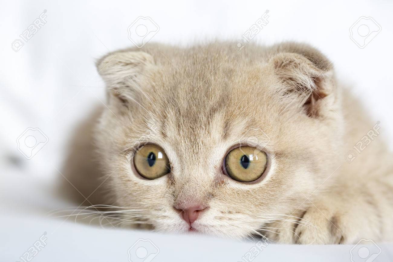 the cute kitten cat