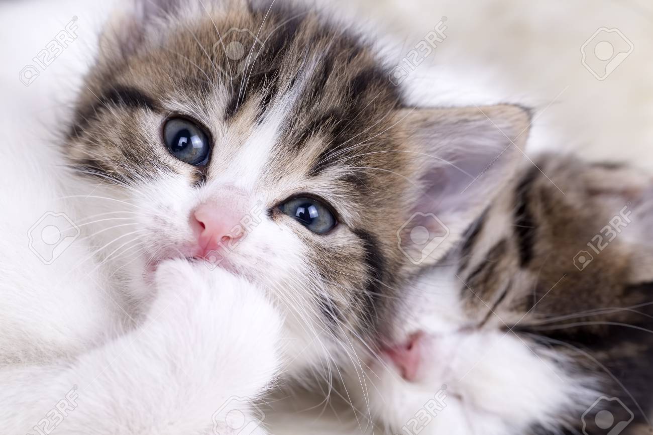 homemade gravy for cats
