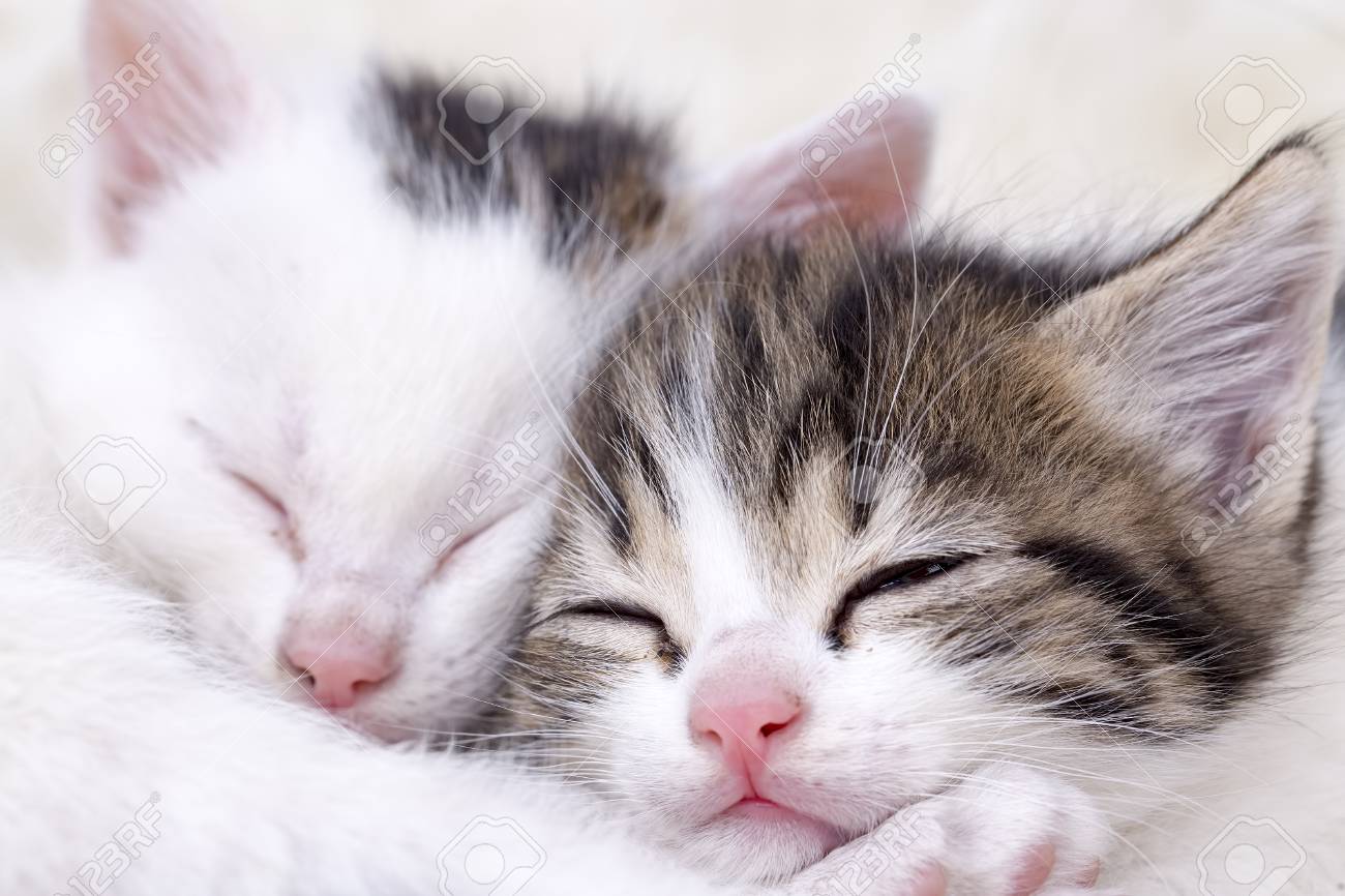 petsafe bark collar replacement strap