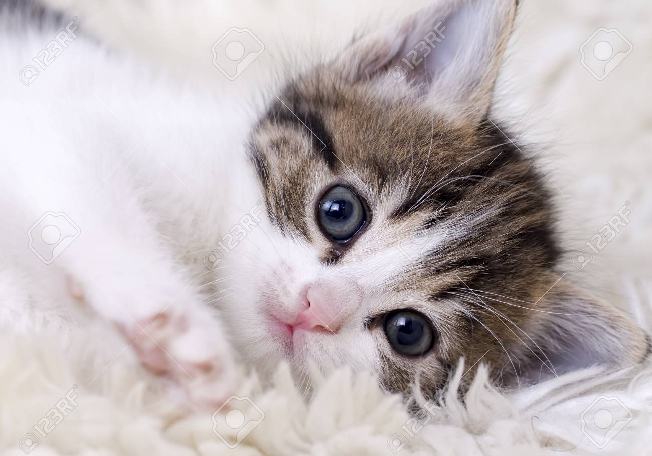 Cute, Beautiful Kitten, Baby Cat, Isolated In The House Stock ...