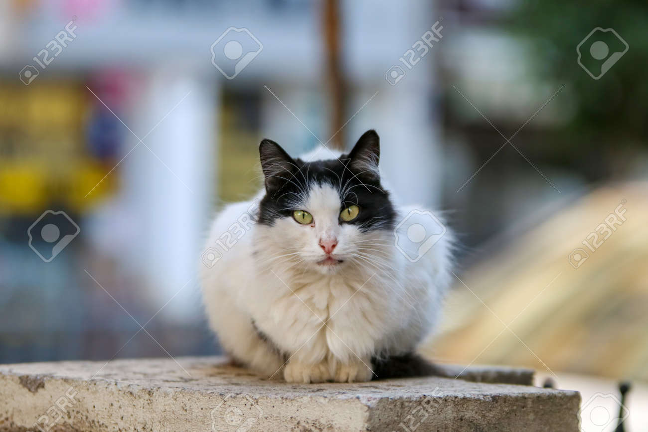 etiam-dictum-ipsum-a-felis