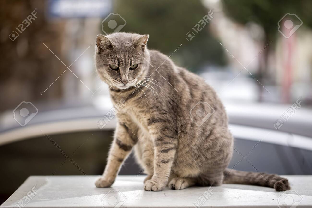 etiam-dictum-ipsum-a-felis