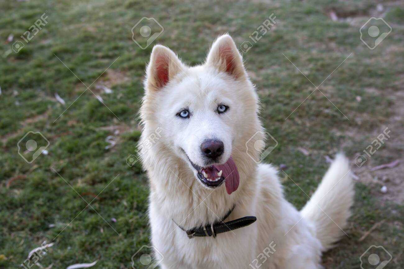 White Siberian Wolf Dog In The Garden Stock Photo Picture And Royalty Free Image Image 153329665