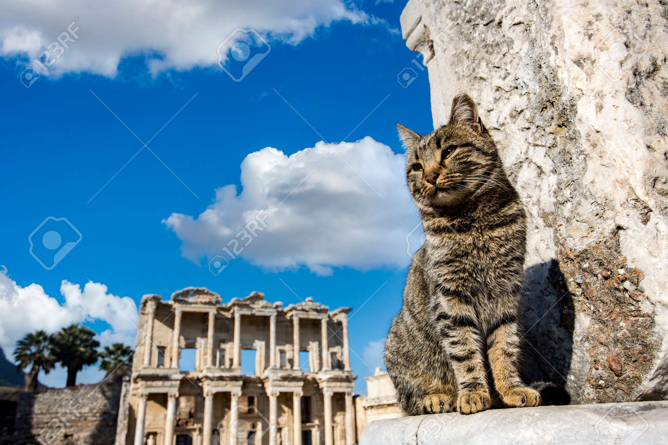 etiam-dictum-ipsum-a-felis