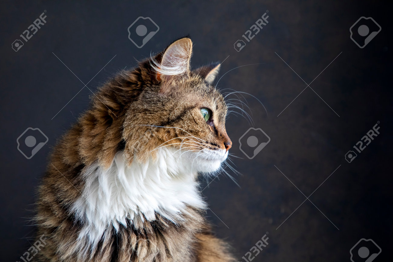 etiam-dictum-ipsum-a-felis