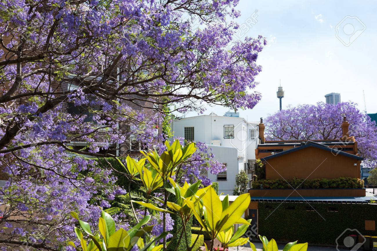 Flowering Jacaranda Trees With Urban Background Spring In Sydney Australia Stock Photo Picture And Royalty Free Image Image Flowering Jacaranda Trees With Urban Background Spring In Sydney Australia Stock Photo Picture And Royalty Free Image Image