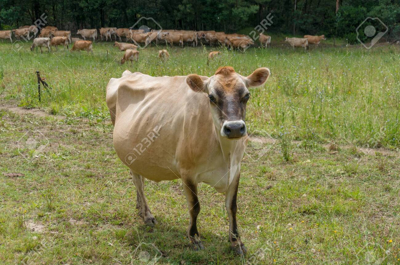 Jersey Cow On A Paddock Milk Dairy Farm Cow With Herd On The Stock Photo Picture And Royalty Free Image Image 141008329