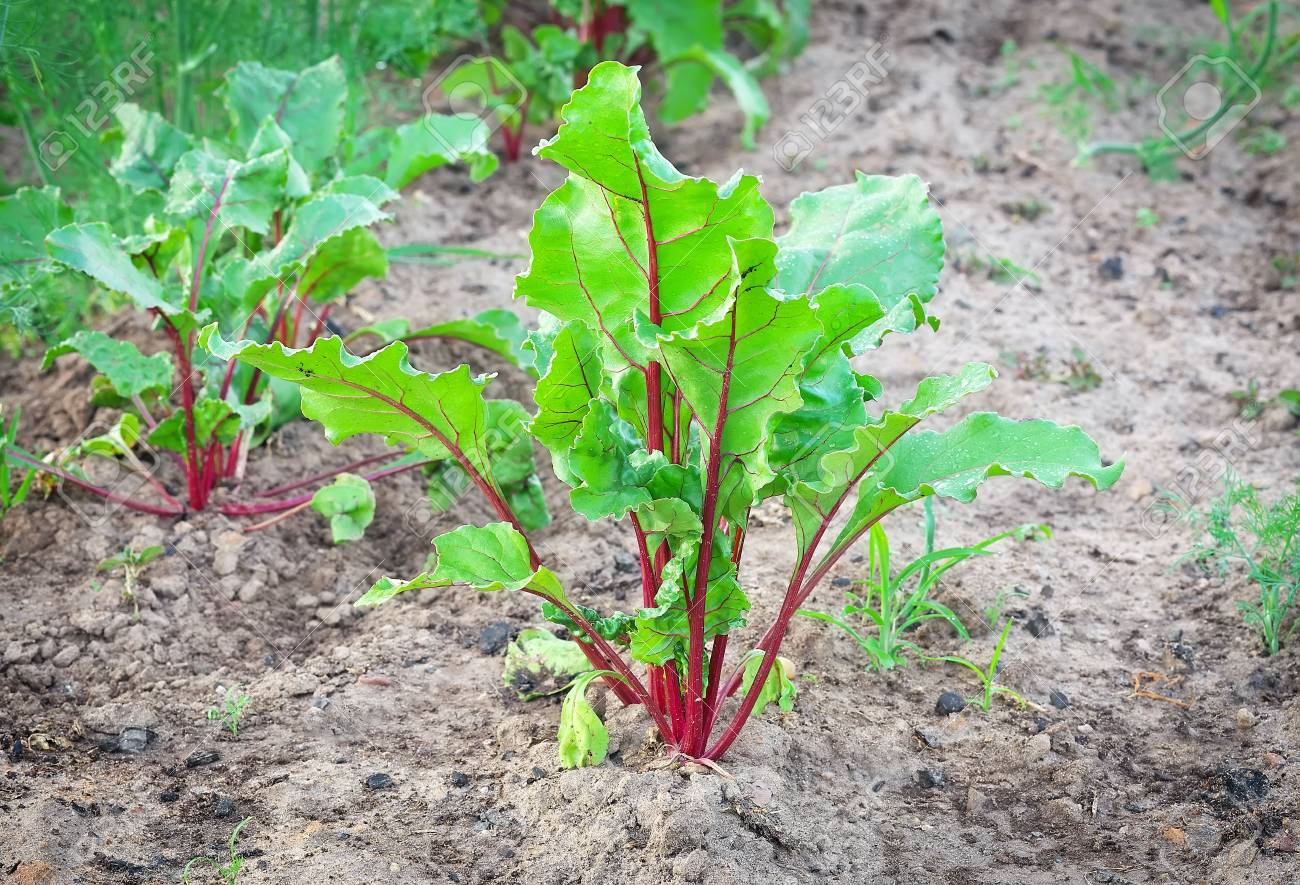 野菜のベッドの上のビートを成長しています ベッドの上の葉ビーツ の写真素材 画像素材 Image