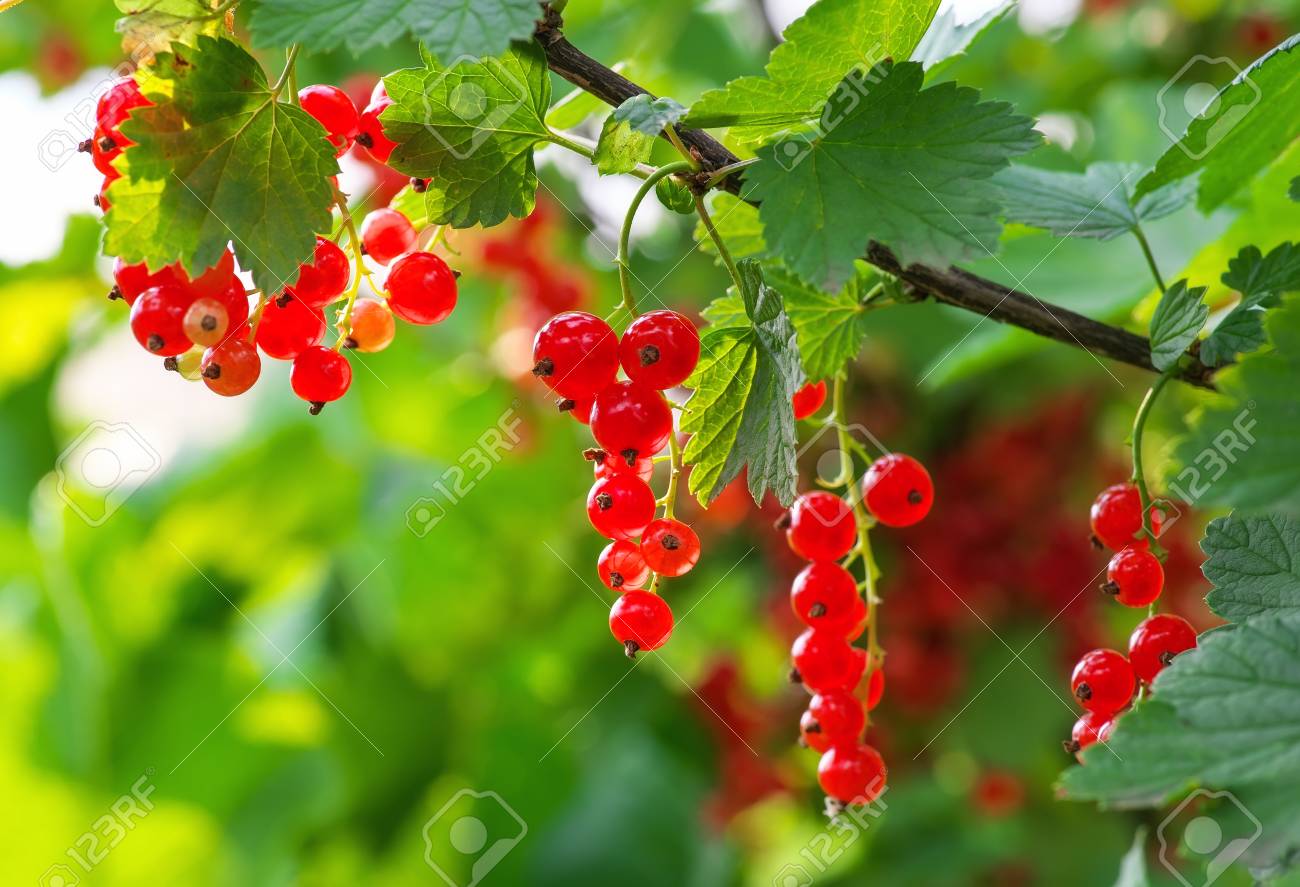 赤スグリ庭で育って の写真素材 画像素材 Image