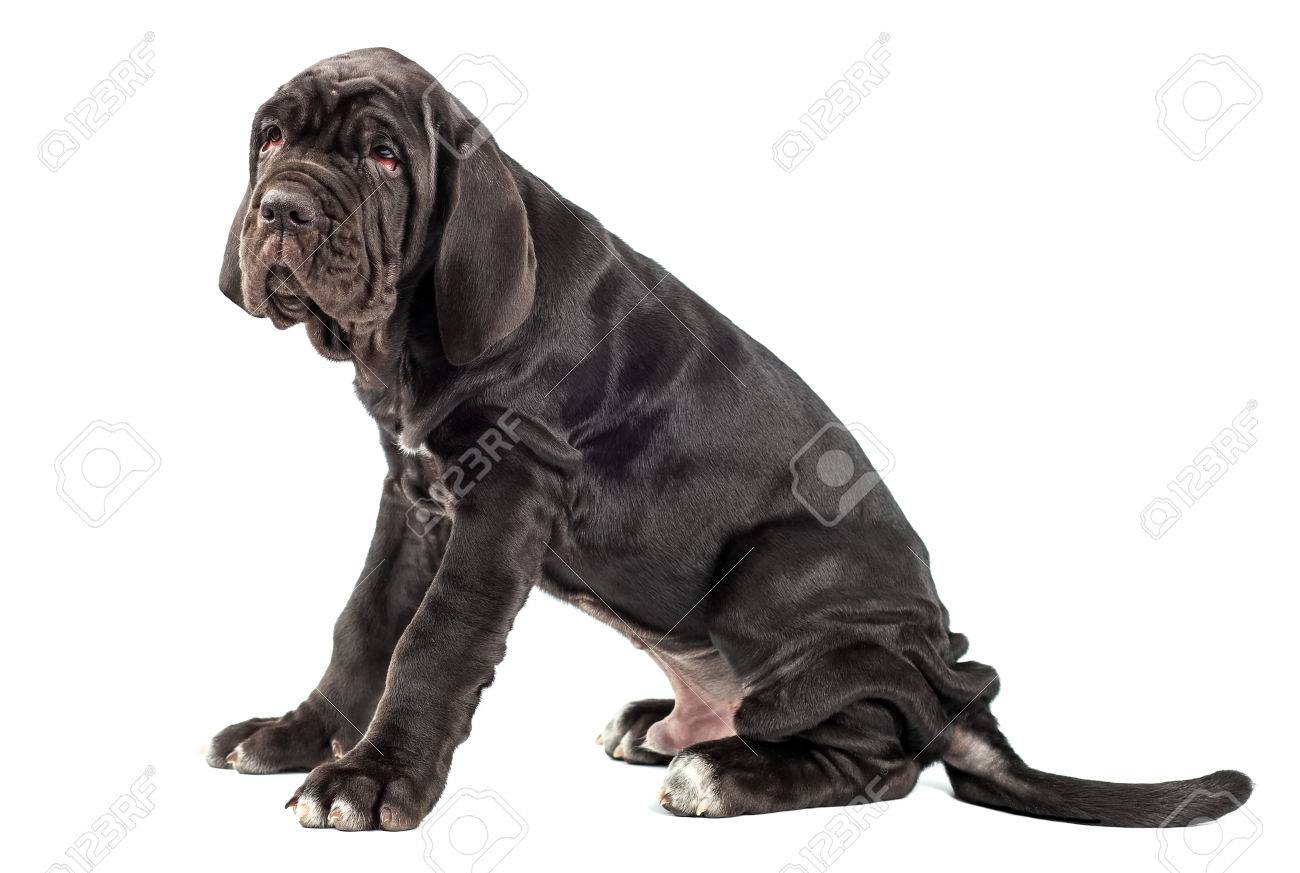 Beautiful Young Black Puppy Italian Mastiff Cane Corso 3 Month
