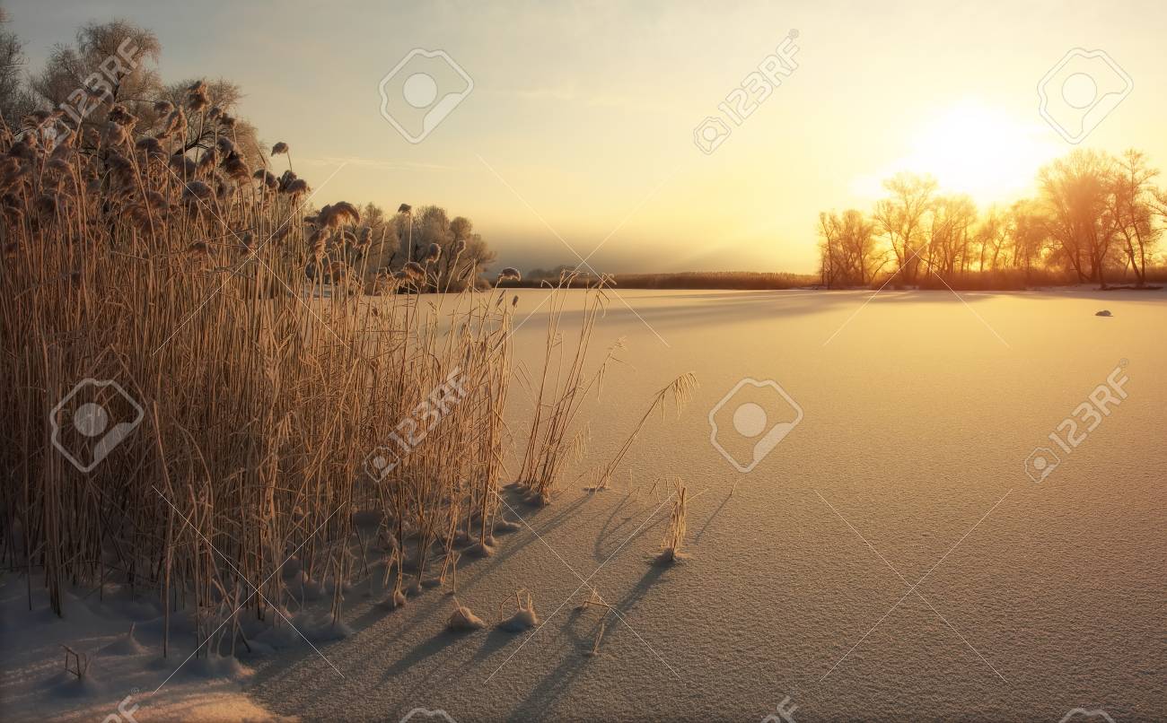 Beautiful winter landscape. The branches of the trees are covered with hoarfrost. Foggy morning sunrise. Colorful evening, bright sunshine over a river or lake. - 115696660 Beautiful winter landscape. The branches of the trees are covered with hoarfrost. Foggy morning sunrise. Colorful evening, bright sunshine over a river or lake. - 115696660
