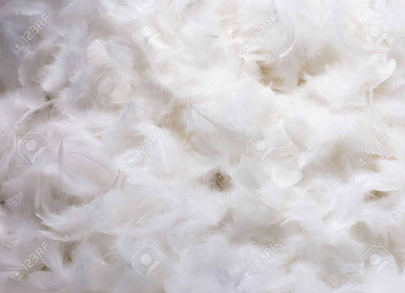 白いふわふわ羽の山のクローズ アップ の写真素材 画像素材 Image 白いふわふわ羽の山のクローズ アップ の写真素材 画像素材 Image