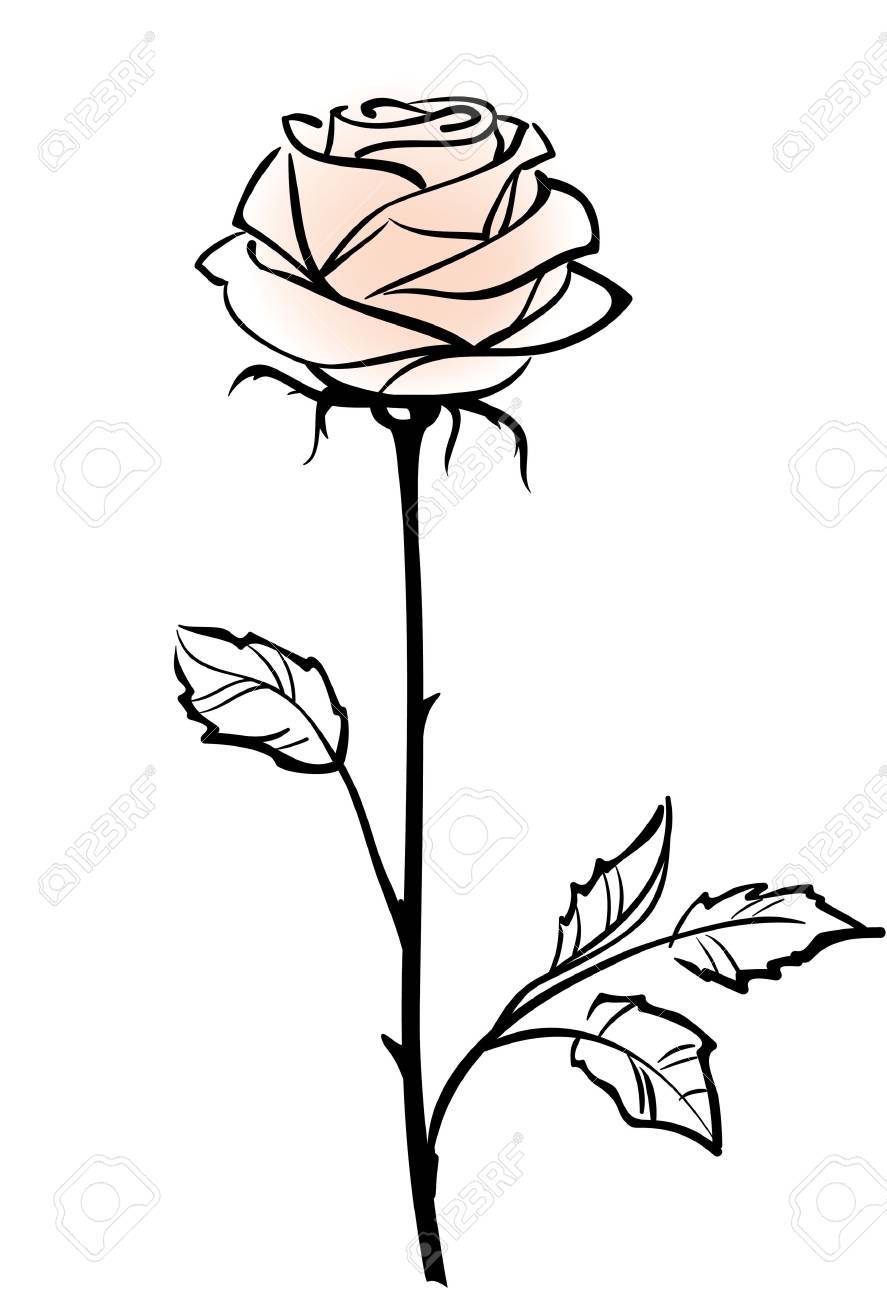 Beautiful Single Pink Rose Flower Isolated On The White Background Royalty Free Cliparts Vectors And Stock Illustration Image