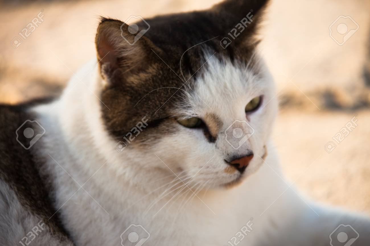 etiam-dictum-ipsum-a-felis