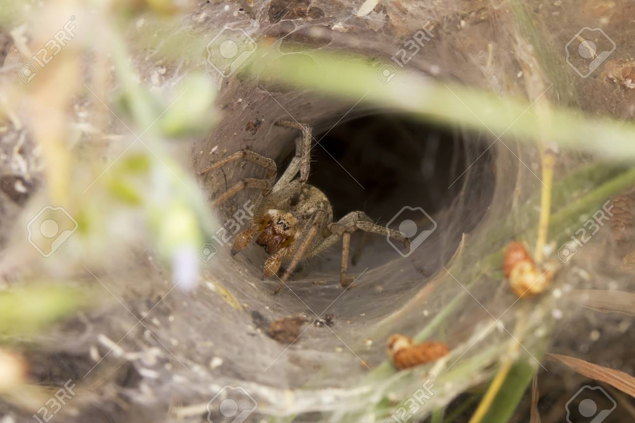 Weisse Spinne Sitzt Web Haus Lizenzfreie Fotos Bilder Und Stock