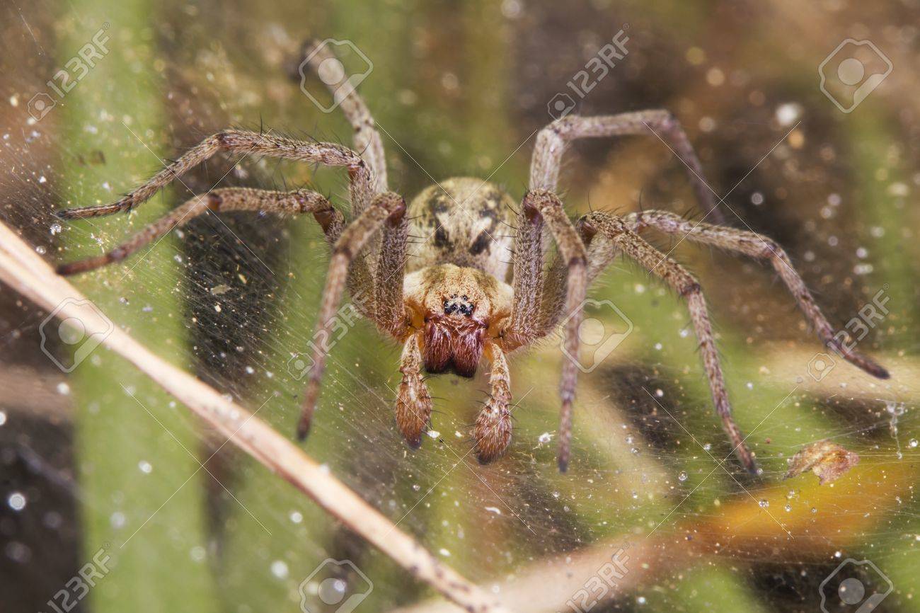 Grosse Braune Spinne Sitzt In Seinem Web Lizenzfreie Fotos Bilder
